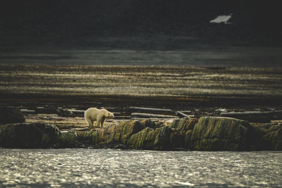 A polar bear walking along a rocky Labrador shoreline beneath steep mountain cliffs