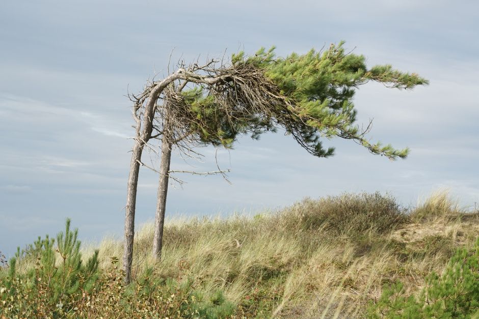 Wind-bent cedar trees along the clifftop Wild Pacific Trail with waves breaking on rocks below