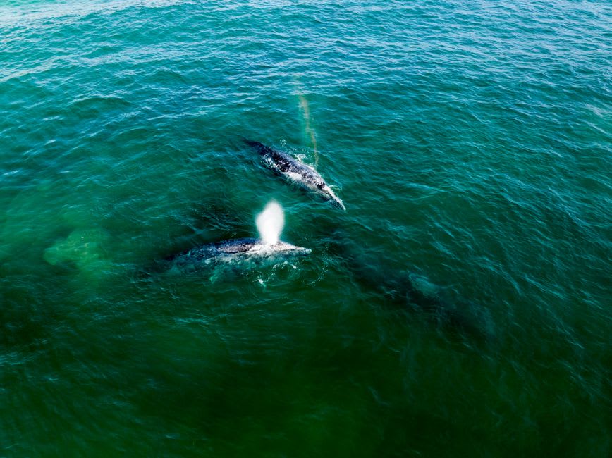 Grey whale surfacing near a small tour boat in choppy waters off the Ucluelet coast