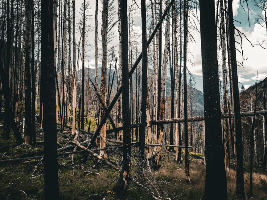Blackened trees and new green undergrowth on a hillside recovering from wildfire in Waterton Lakes
