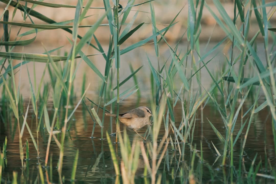 Sandhill cranes and whooping cranes wading in the marshes of the Peace-Athabasca Delta at dusk