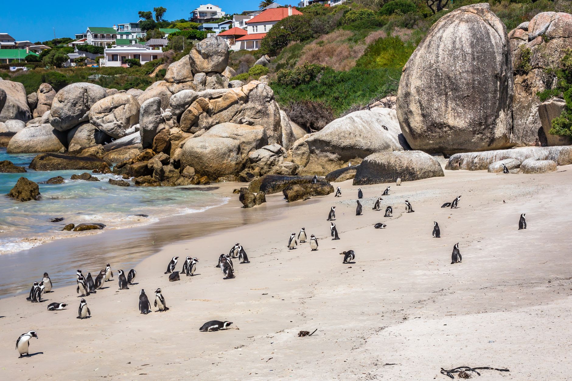 Des manchots africains marchant sur la plage de Seaforth près de Simon's Town, des familles qui nagent à l'arrière-plan pour donner l'échelle