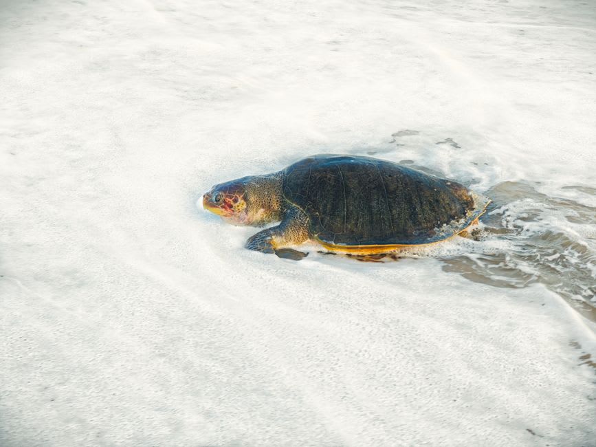 Fresh loggerhead turtle tracks leading up a dark, empty beach on Maio Island at dusk