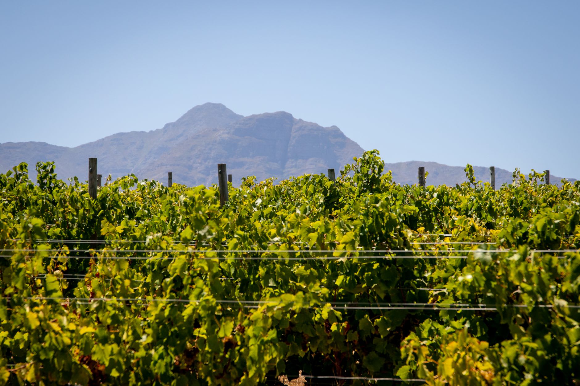 Memorial Hugonote en Franschhoek con picos montañosos y viñedos elevándose detrás
