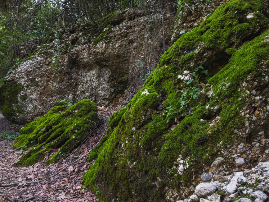 A shepherd guiding a flock of sheep along the grassy floor of Pancarlık Valley beneath poplar trees and volcanic cliffs