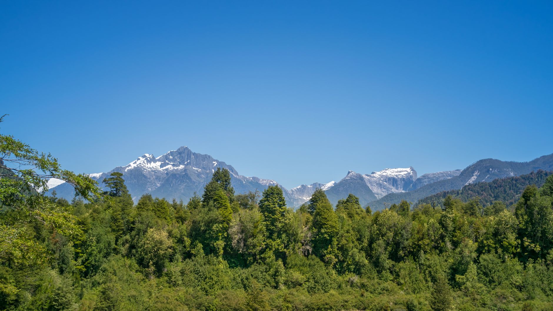 Dense rainforest trail through coigüe trees leading to the glacier viewpoint in Parque Queulat