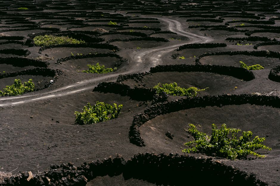 Old Garnacha vines rooted in dark llicorella slate on a steep Priorat hillside