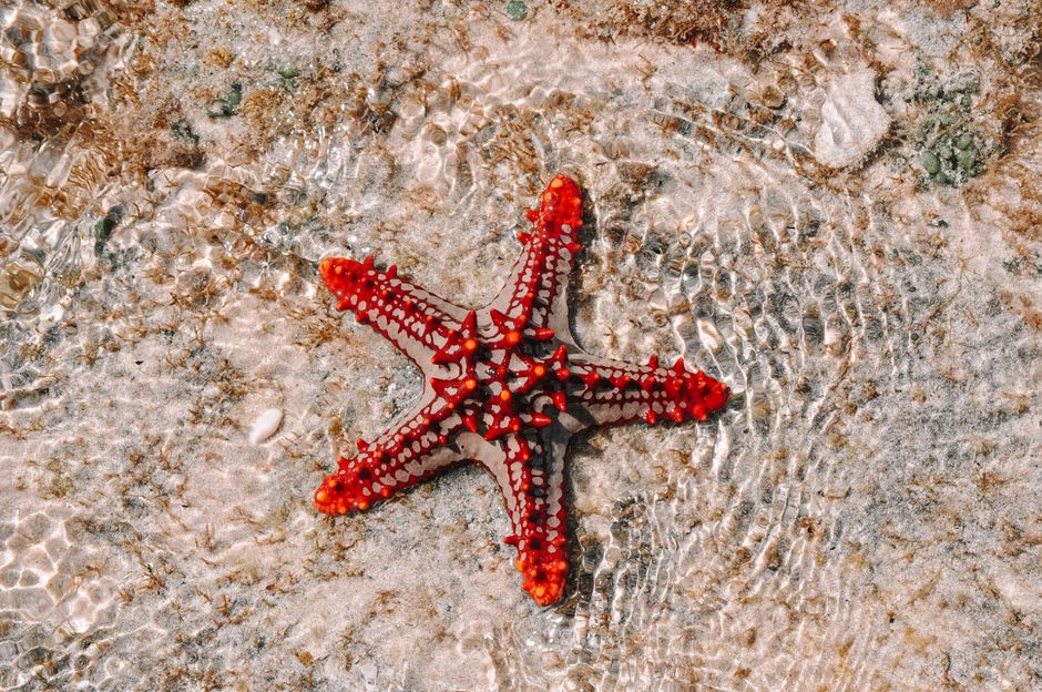 Red cushion sea stars scattered across the sandy shallows at Starfish Point