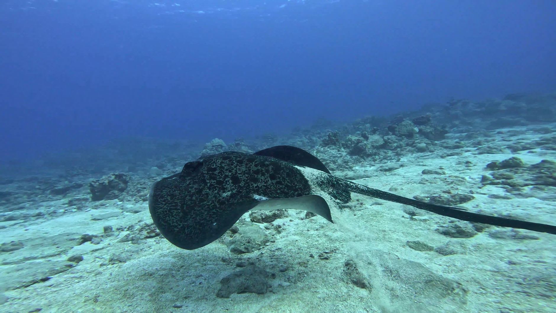 Vue aérienne du banc de sable de Stingray City avec son eau turquoise brillante, des bateaux ancrés sur le bord et de petites silhouettes de nageurs visibles