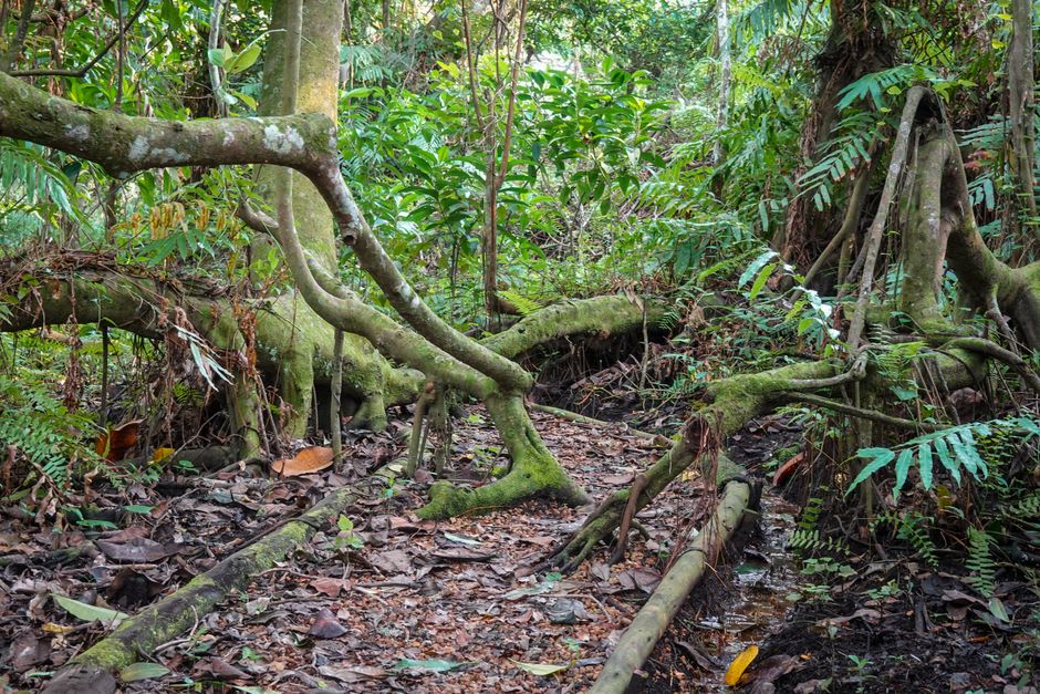 Old coffee trees reclaimed by secondary forest on the edge of Carnot