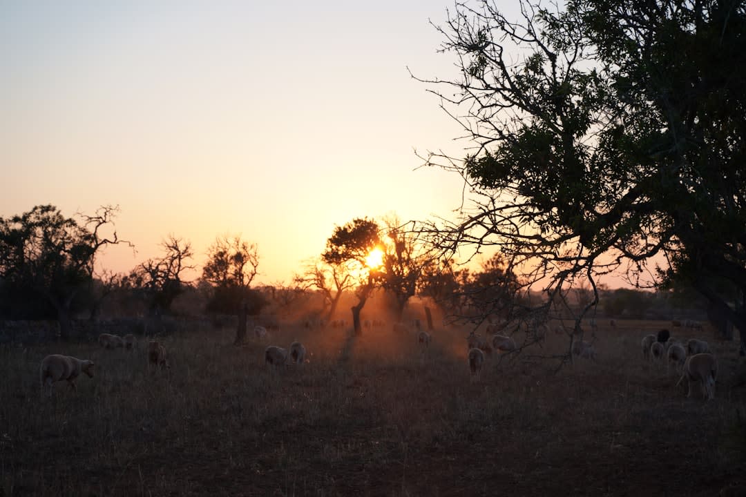 Cattle herders driving animals past the acacia scrubland outside Ndélé at dusk