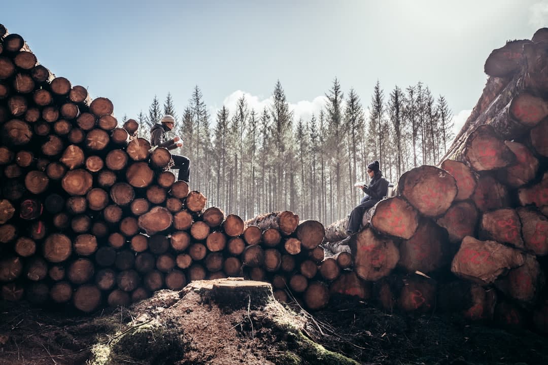 Camiones madereros cargados de troncos de madera tropical haciendo fila al amanecer a las afueras de un aserradero de Nola