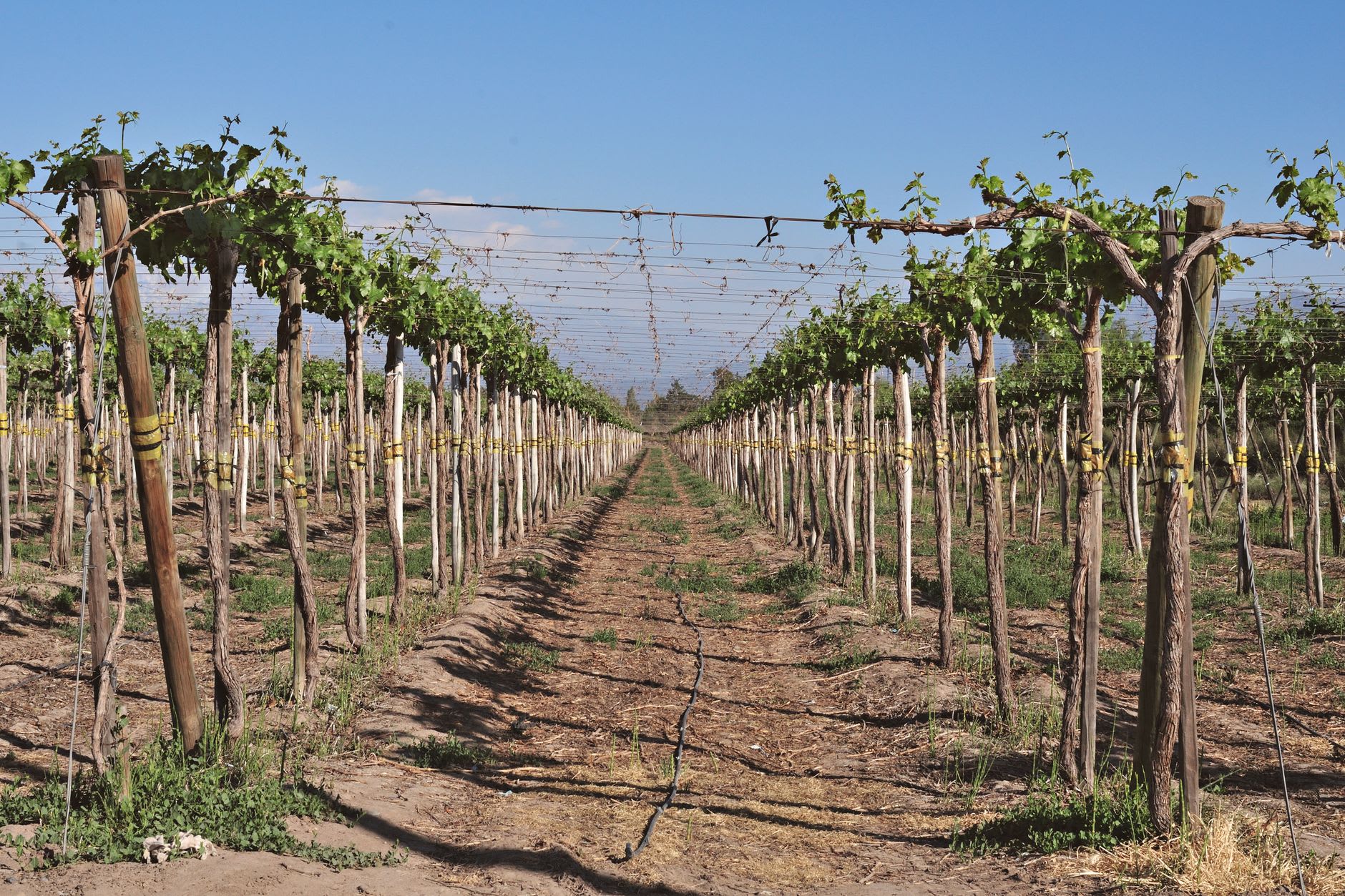 Row of centuries-old País vines in the Maule foothills with gnarled head-trained trunks and red clay soil
