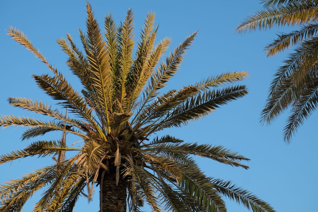 Lake Yoan's saline turquoise water ringed by a dense collar of date palms in the Sahara
