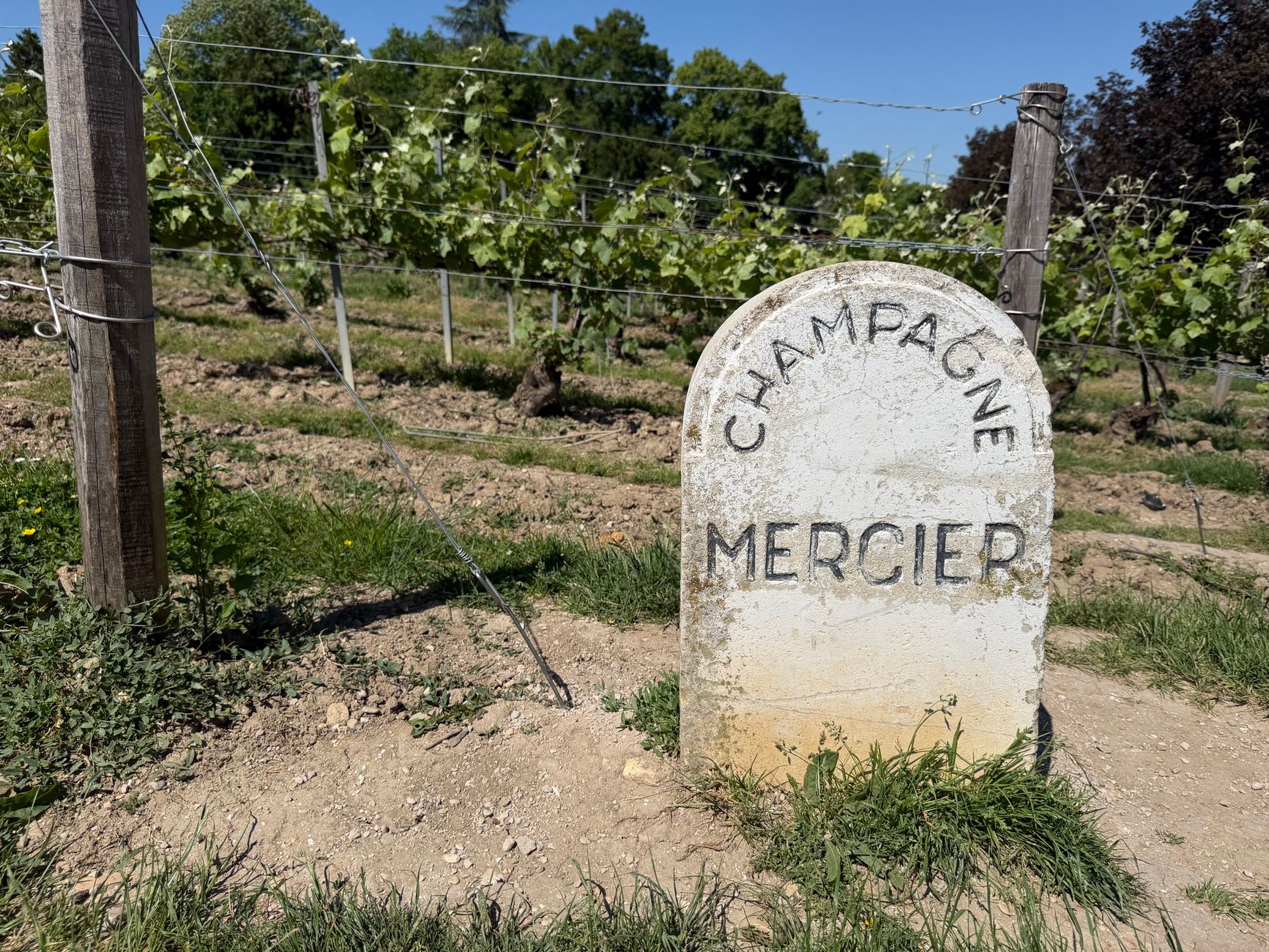 A young vigneron checking Pinot Noir vine shoots in the Côte des Bar in early spring, the pale limestone soil bright between the dormant vines
