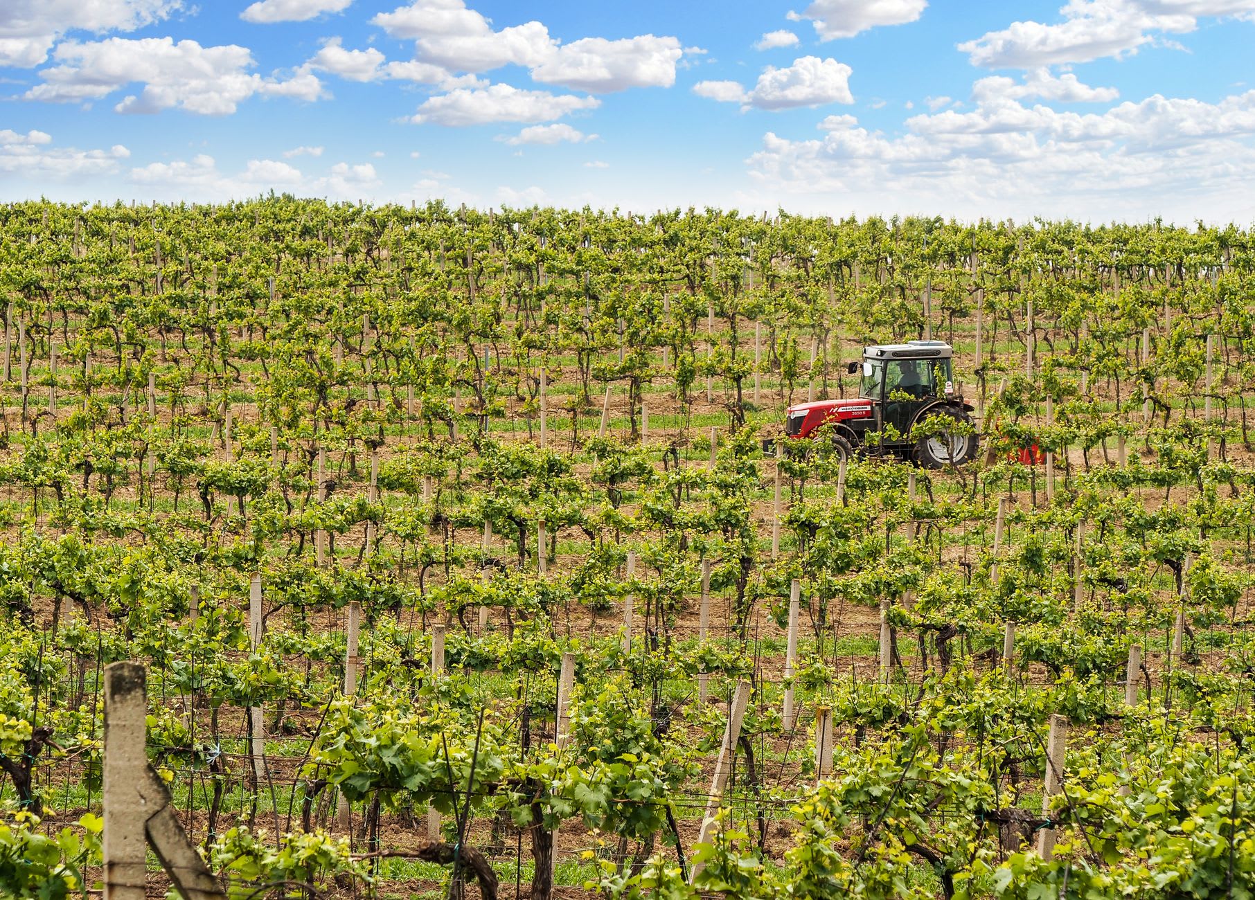 The pure chalk soil between Chardonnay vines on the Côte des Blancs, the white rock reflecting light upward through the green vine canopy