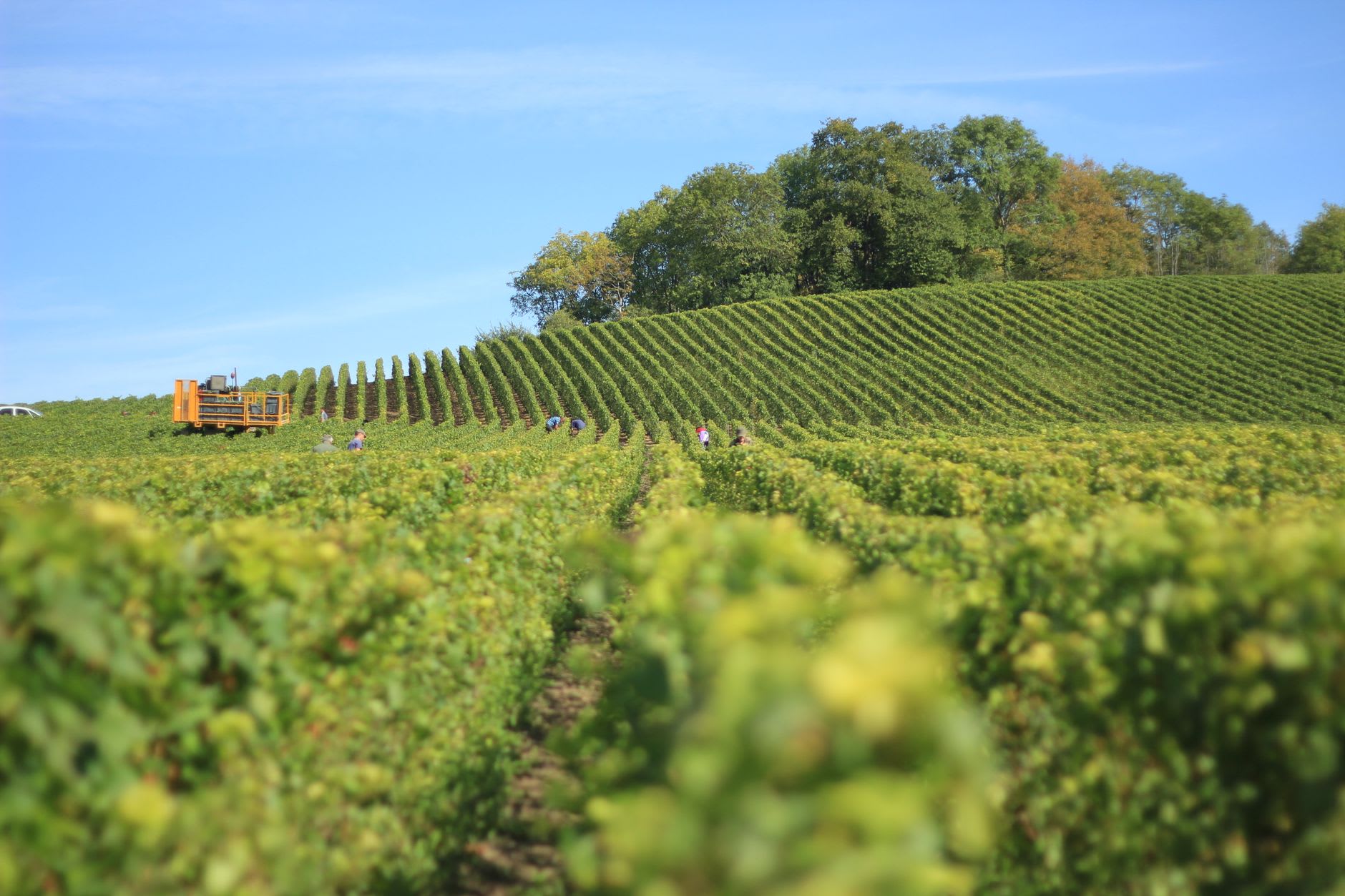 Pinot Noir vines in their autumn red on the north-facing slopes of the Montagne de Reims, with the forested plateau visible above