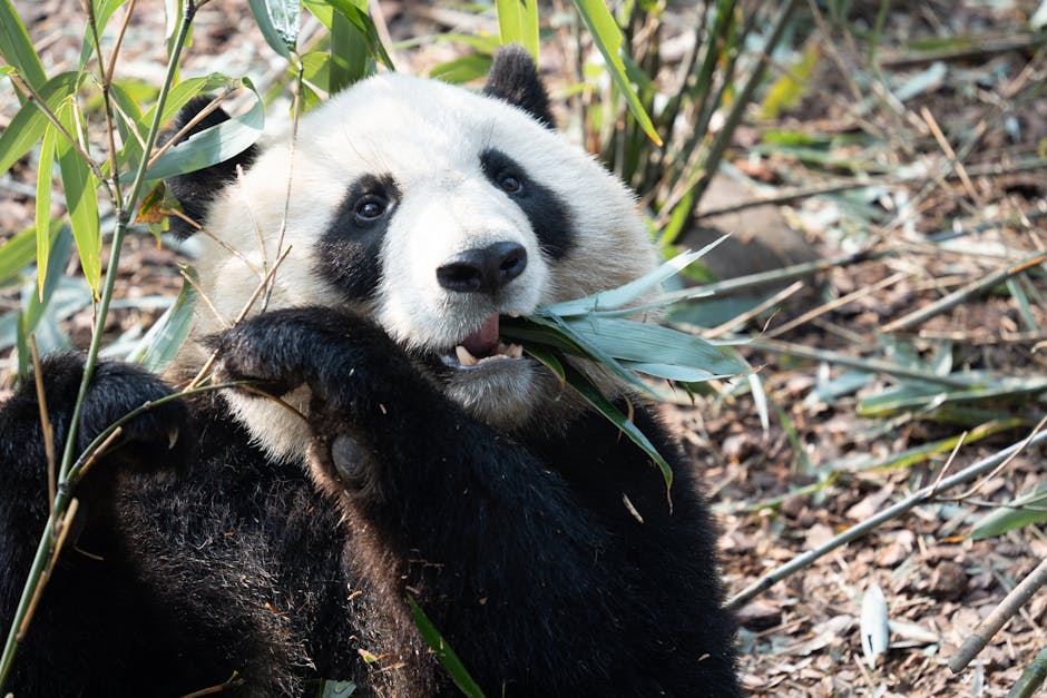 Giant pandas in their bamboo habitat at the research base
