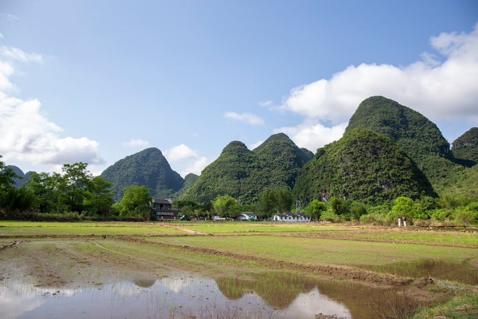 Rice paddies and karst peaks in the Yangshuo countryside