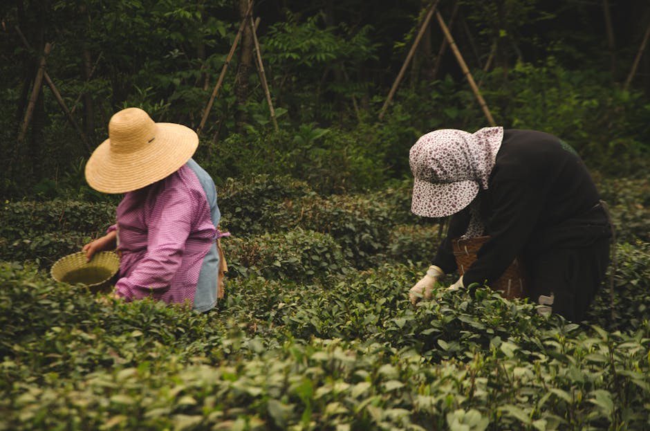 Terraced Longjing tea plantations in the hills near Hangzhou