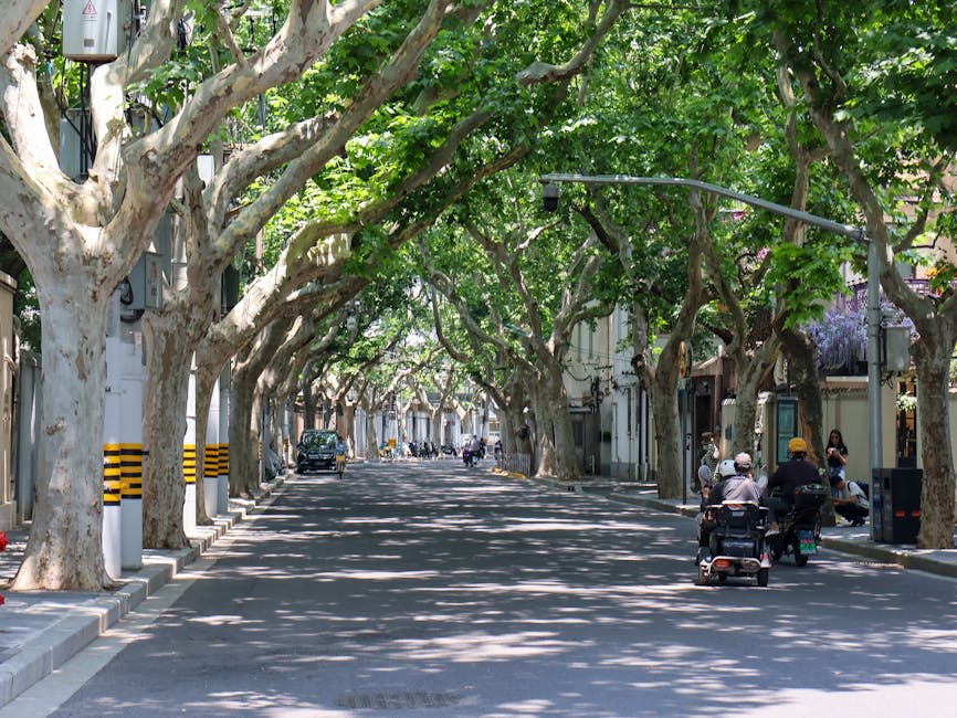 Tree-lined streets in Shanghai's French Concession neighbourhood