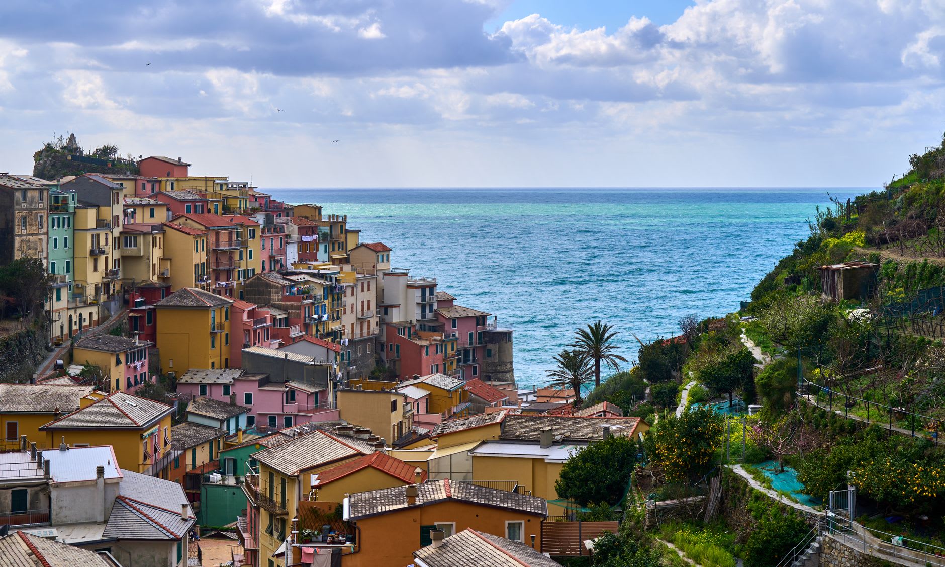 Terraced Sciacchetrà vineyards above Manarola during October harvest, the sea shimmering below