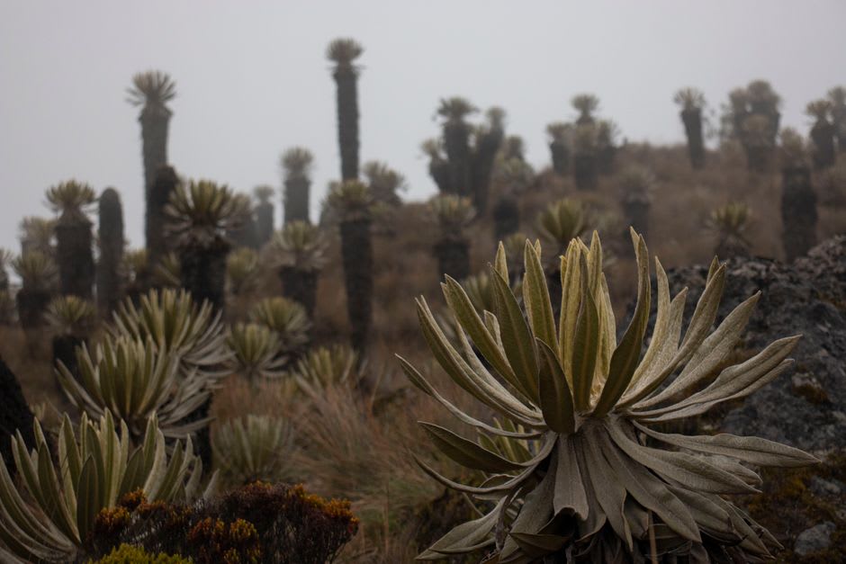 Frailejón plants scattered across the misty páramo of Los Nevados