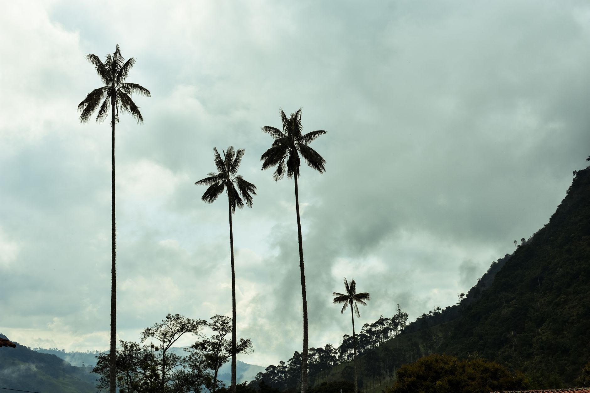 A lone wax palm rising into low cloud above the Cocora valley floor, green pasture below