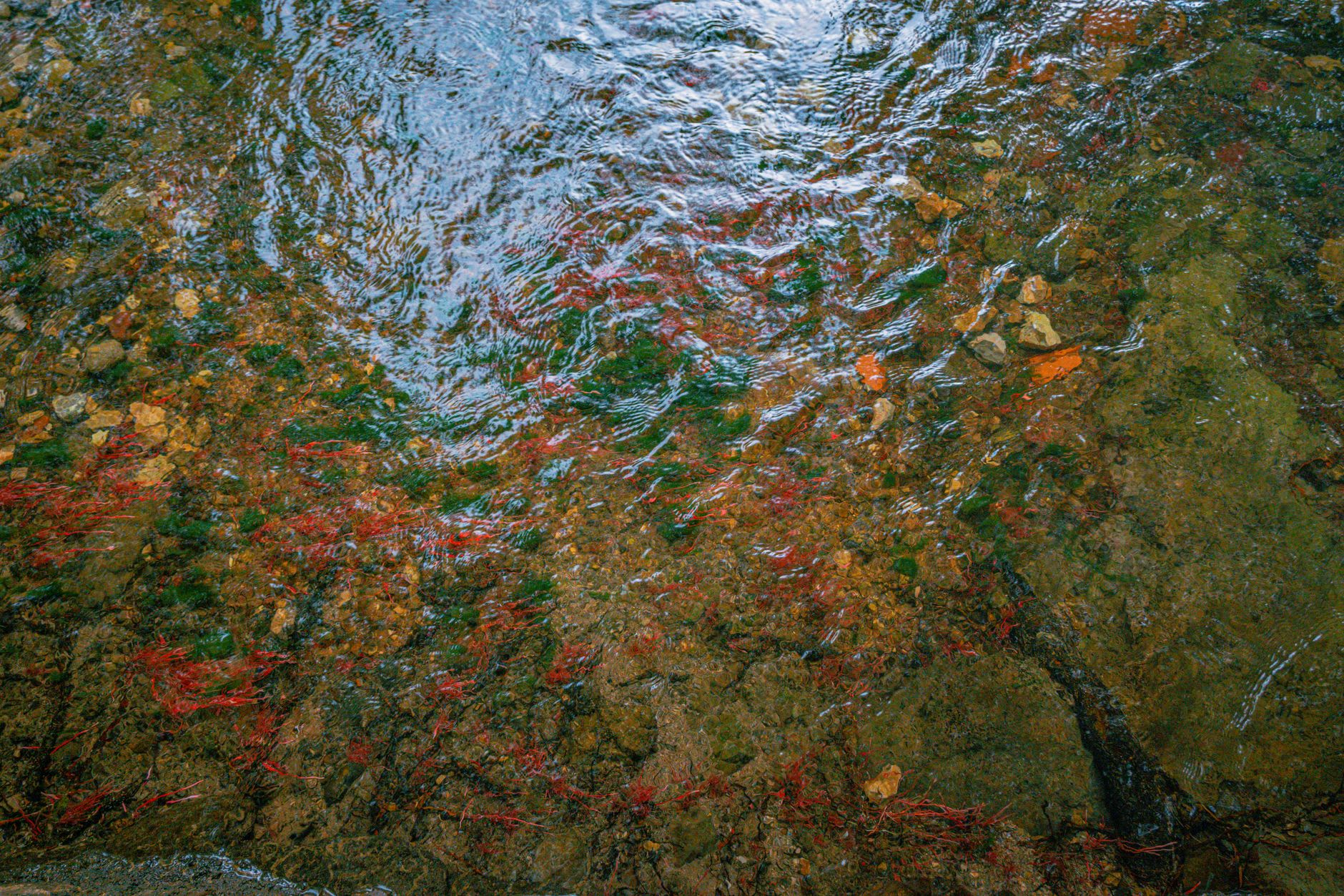 Visitors walking along bare rock beside a clear pool and small waterfall in the Caño Cristales river system