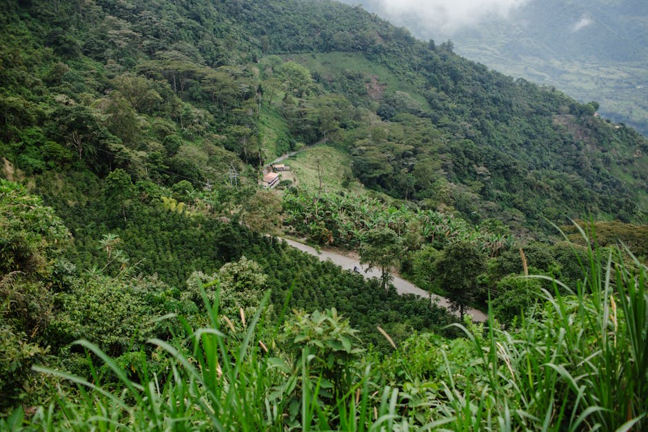 Coffee plants growing on lush green hillsides in the Colombian highlands