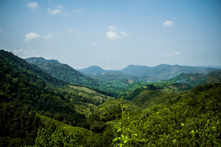 A traditional Colombian coffee farm with drying beans