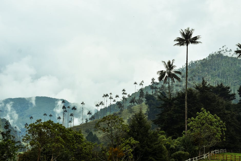 Towering wax palms rising from green pastures in the Valle de Cocora