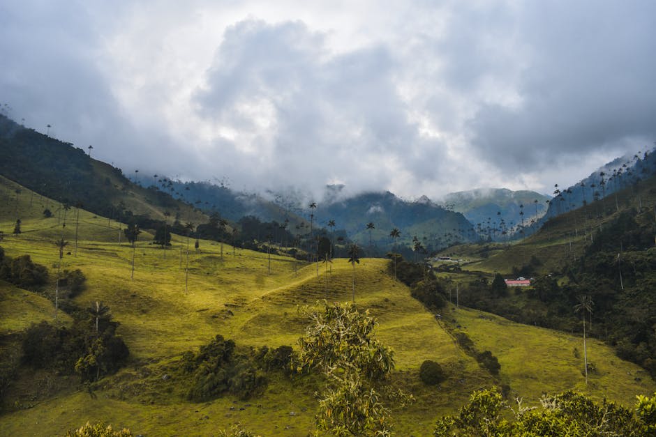 The misty cloud forest trail leading to the wax palms of Cocora