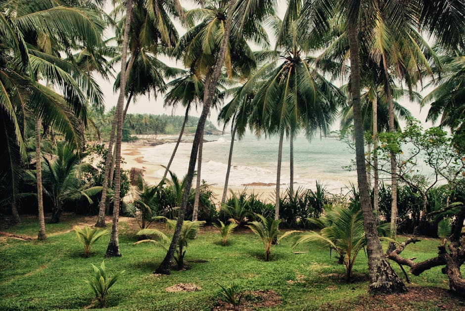 Palm trees and clear waters along a tropical beach coastline