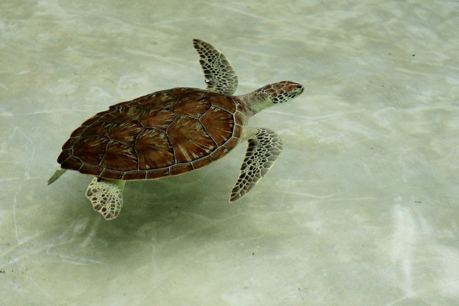 A green sea turtle grazing on seagrass in the shallow, clear water near the Nioumachoua islets
