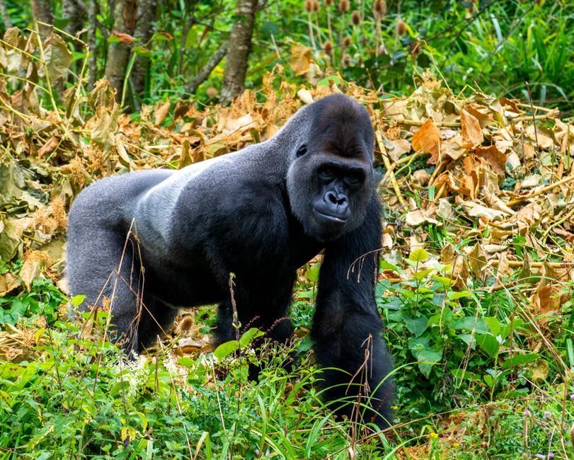 Western lowland gorilla foraging at the edge of gallery forest in Plateaux Batéké