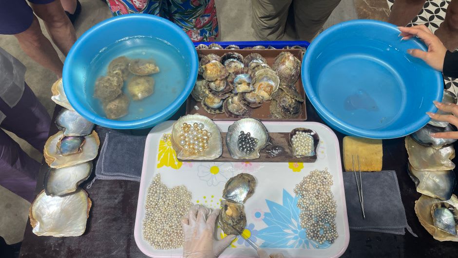 A woman sorting freshly harvested black pearls of varying shapes and sizes on Manihiki
