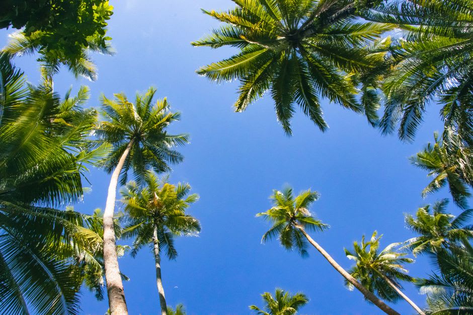 The narrow WWII-era airstrip of Penrhyn cutting through coral and coconut palms