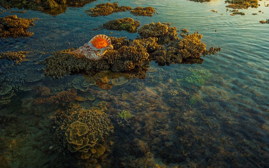 Reef flats exposed at low tide around Pukapuka, dotted with shallow tidal pools