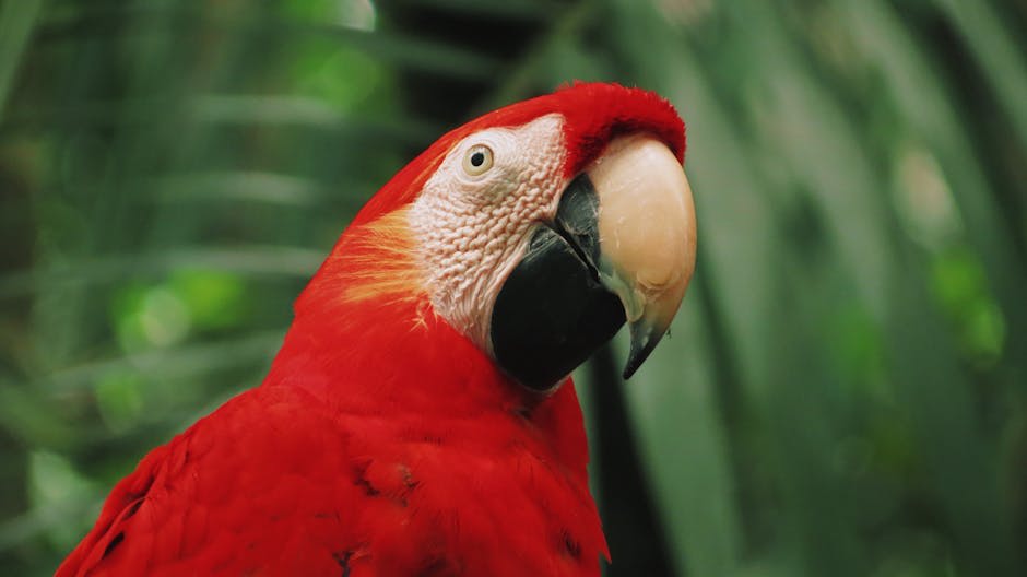 Scarlet macaws perched in a tropical tree with vibrant plumage