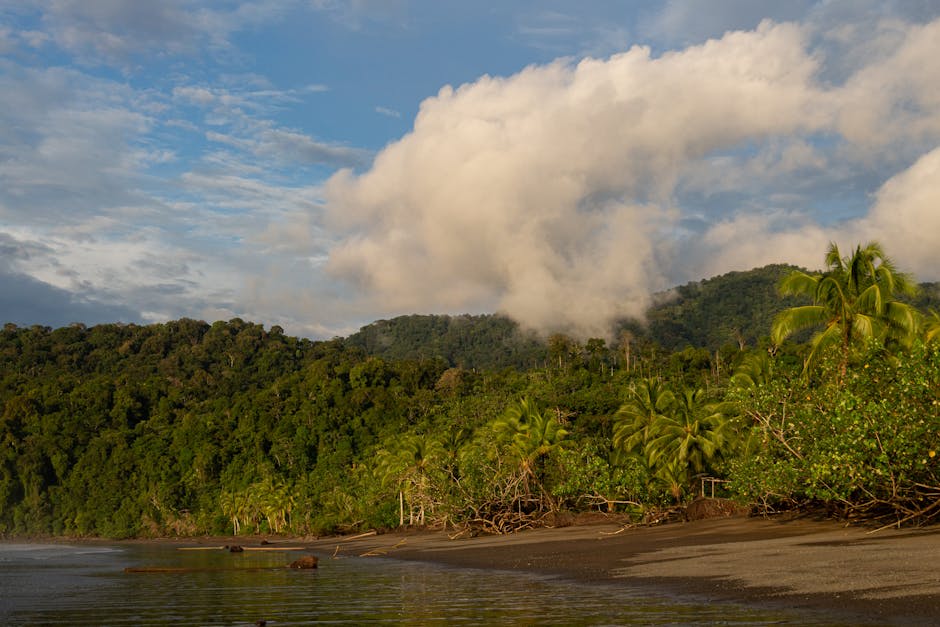 Wild tropical beach where dense jungle meets the ocean