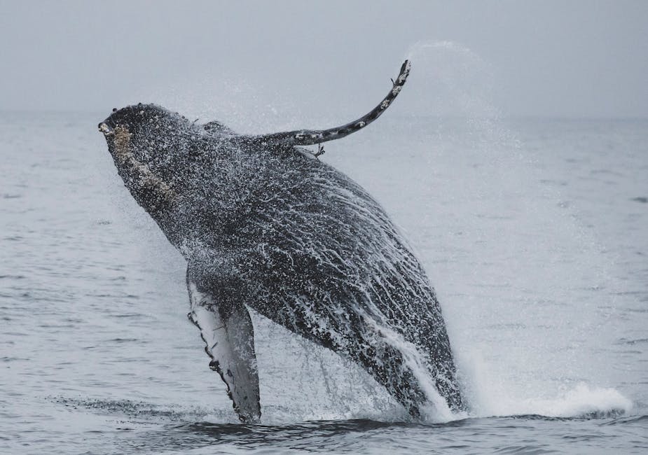 Humpback whale breaching with ocean spray in the Pacific
