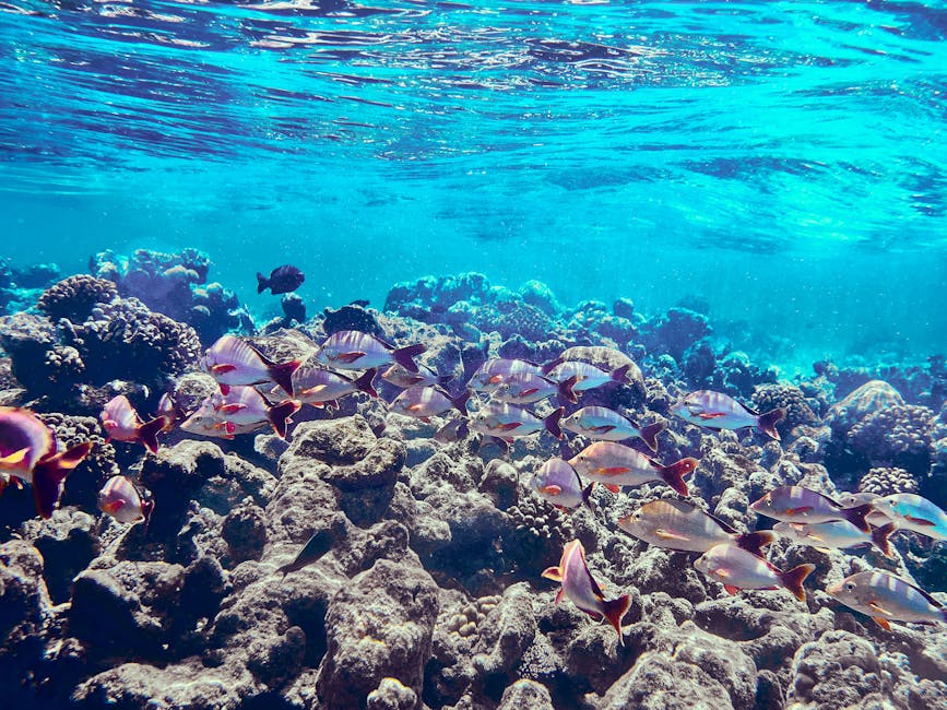 Snorkelling in crystal-clear tropical water with colourful reef fish