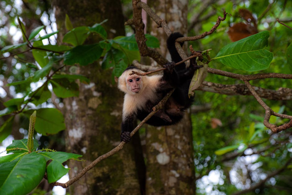 White-faced capuchin monkey in a tropical tree canopy