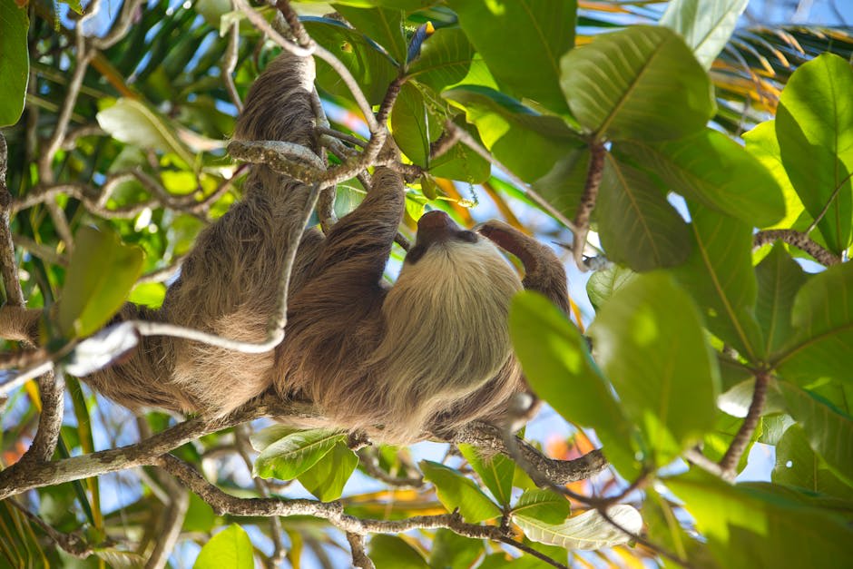 Three-toed sloth hanging in a tropical tree canopy