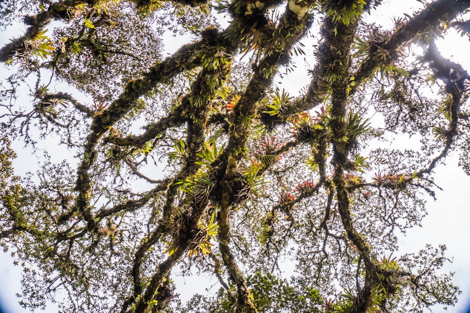 Misty cloud forest canopy draped in epiphytes and moss