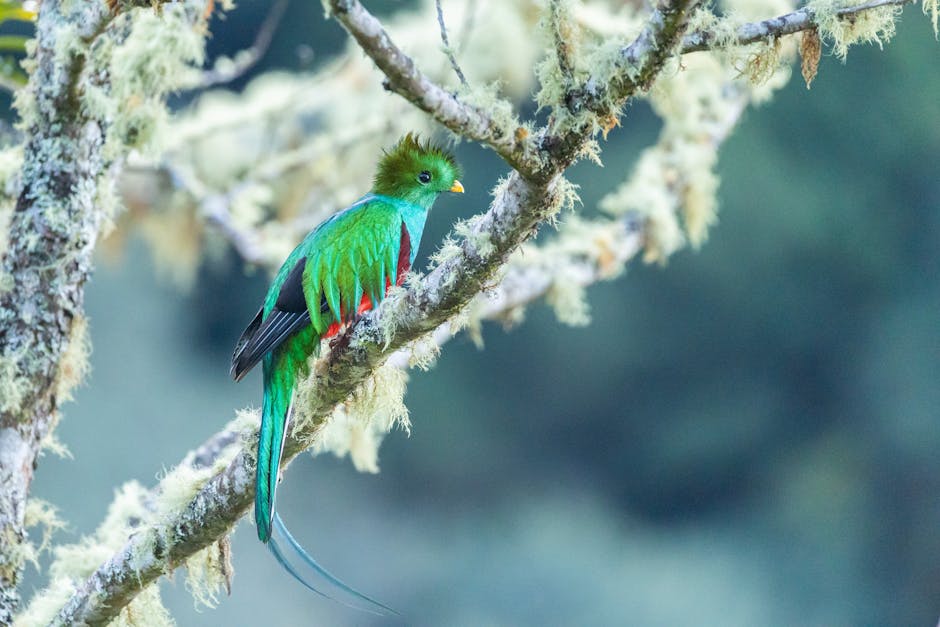 Colorful hummingbird hovering near tropical flowers