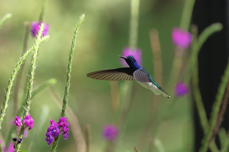 Vibrant hummingbird feeding among lush tropical vegetation