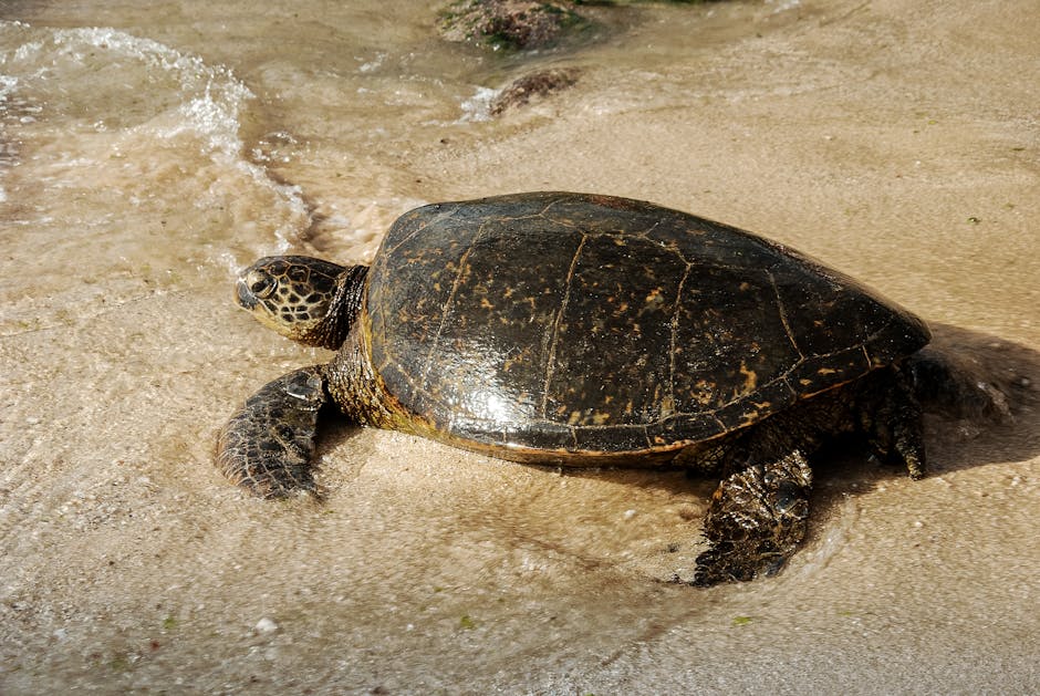 Sea turtle nesting on a dark beach at night