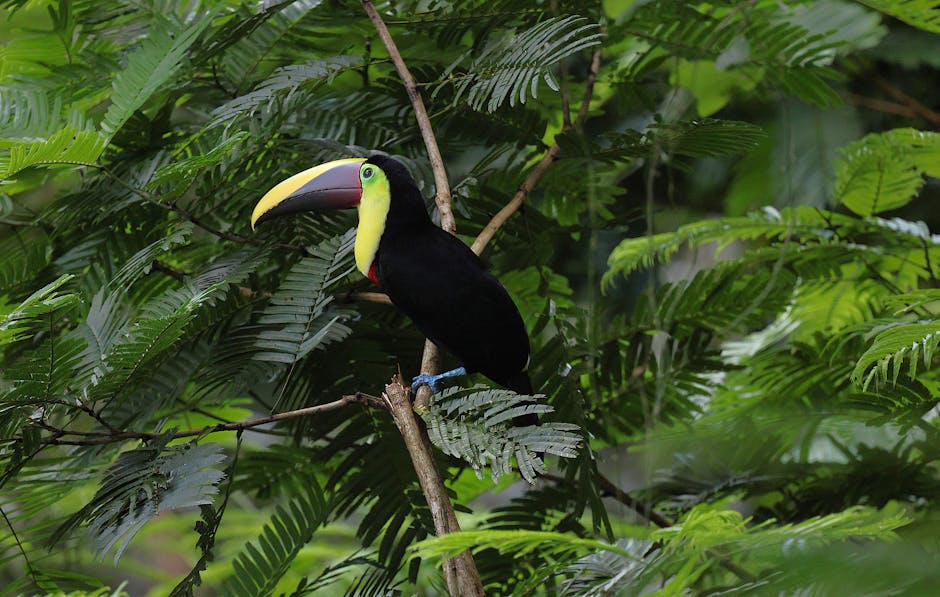 Colourful toucan perched on a branch in tropical forest